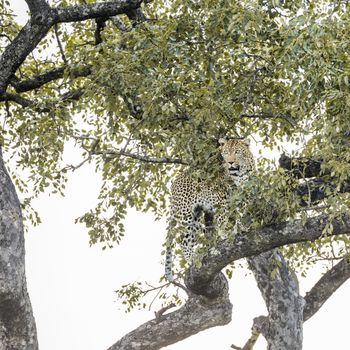 Leopard in a tree in Kruger National park, South Africa ; Specie Panthera pardus family of Felidae