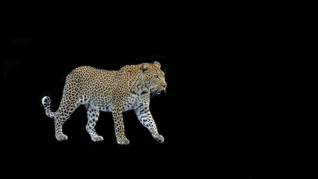 Leopard walking on safari road in Kruger National park, South Africa ; Specie Panthera pardus family of Felidae
