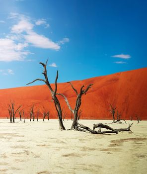 Dead camel thorn trees and the red dunes of Deadvlei near the famous salt pan of Sossusvlei. Deadvlei and Sossuvlei are located in the Namib-Naukluft National Park, Namibia.