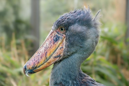Portrait of shoebill also known as whalehead or shoe-billed stork.
