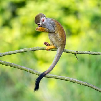 Portrait of common squirrel monkeys sitting on a tree branch