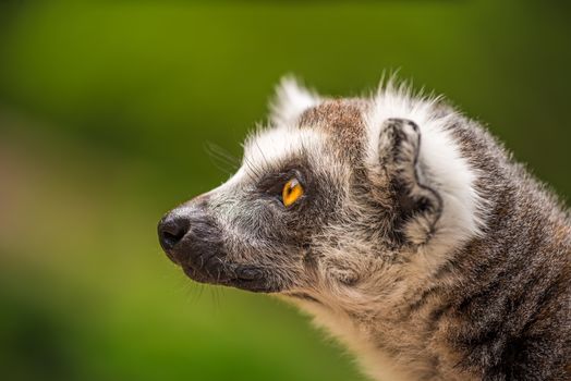 Profile Portrait of Ring-tailed Lemur also known as Lemur catta