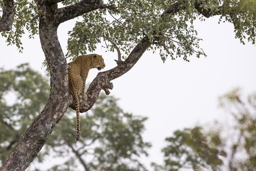 Leopard sitting in a tree Kruger National park, South Africa ; Specie Panthera pardus family of Felidae