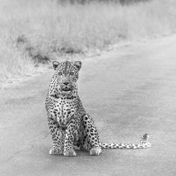 Leopard sitting on the road in Kruger National park, South Africa ; Specie Panthera pardus family of Felidae