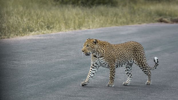 Leopard walking on safari road in Kruger National park, South Africa ; Specie Panthera pardus family of Felidae