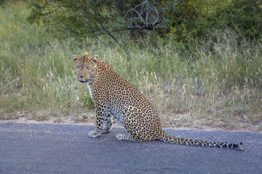 Leopard sitting on the road in Kruger National park, South Africa ; Specie Panthera pardus family of Felidae