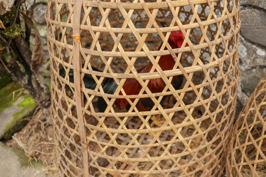 Brown fighting cock in wicker basket made of bamboo. Adept to win or die in a duel with his opponent. Cockfighting is traditional gambling entertainment on the island of Bali. Popular illegal gambling