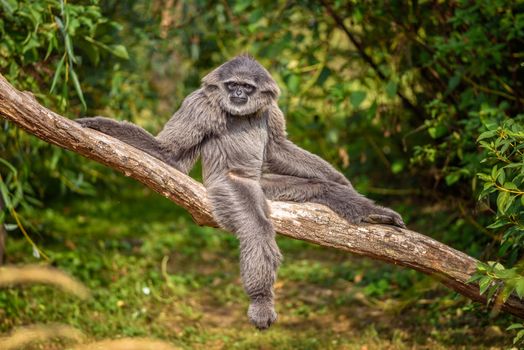 Silvery gibbon sitting on a branch. The silvery gibbon ranks among the most threatened species.