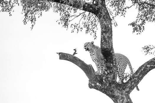 Leopard standing on a tree in Kruger National park, South Africa ; Specie Panthera pardus family of Felidae