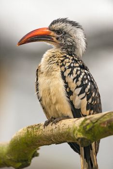 Portrait of western red-billed hornbill also known as Tockus kempi