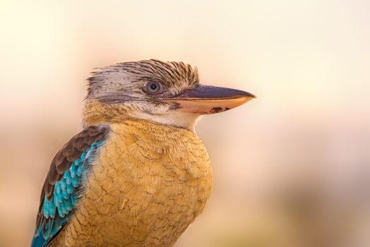 Portrait of male blue-winged kookaburra also known as Dacelo leachii