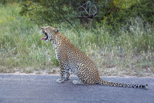 Leopard sitting and yawning on the road in Kruger National park, South Africa ; Specie Panthera pardus family of Felidae