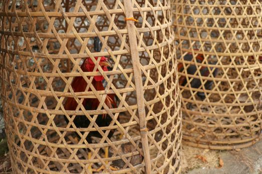 Brown fighting cock in wicker basket made of bamboo. Adept to win or die in a duel with his opponent. Cockfighting is traditional gambling entertainment on the island of Bali. Popular illegal gambling