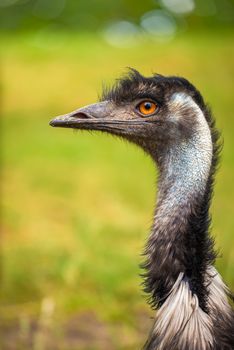 Profile portrait of Australian Emu also known as Dromaius novaehollandiae