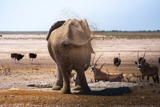 African bush elephant splashing mud with his trunk in Chobe National Park, Botswana.