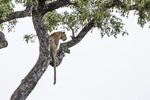 Leopard sitting in a tree Kruger National park, South Africa ; Specie Panthera pardus family of Felidae