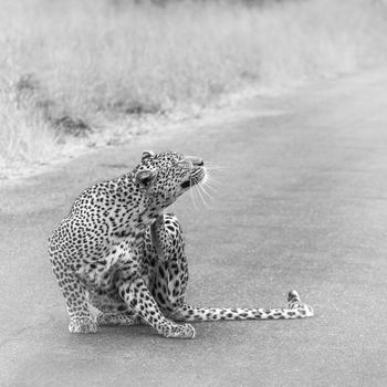 Leopard scratching on the road in Kruger National park, South Africa ; Specie Panthera pardus family of Felidae