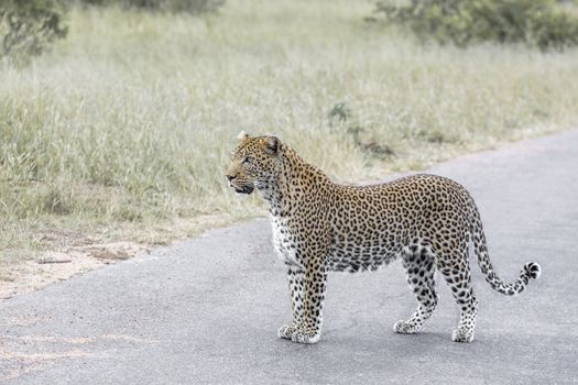 Leopard on safari road in Kruger National park, South Africa ; Specie Panthera pardus family of Felidae