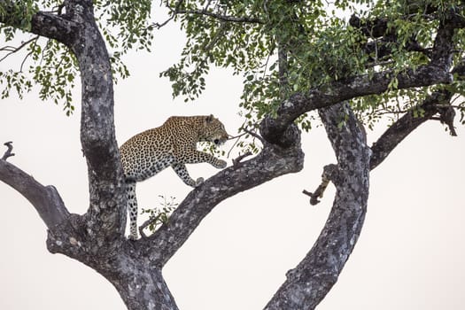 Leopard walking in a tree in Kruger National park, South Africa ; Specie Panthera pardus family of Felidae