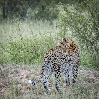 Leopard rear view in green savannah in Kruger National park, South Africa ; Specie Panthera pardus family of Felidae