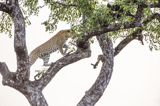 Leopard walking in a tree in Kruger National park, South Africa ; Specie Panthera pardus family of Felidae