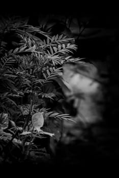 plants forest black and white tone background