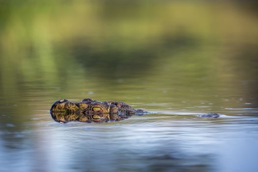 Nile crocodile portrait in surface level in Kruger National park, South Africa ; Specie Crocodylus niloticus family of Crocodylidae