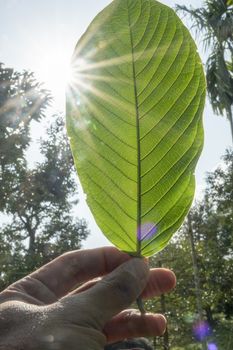 hand catching Kratom (Mitragyna speciosa) Mitragynine. Drugs and Narcotics.Kratom is Thai herbal which encourage health.