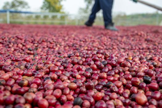 coffee beans berries drying natural process on the cement ground floor, Farmer is drying coffee beans with naturally process, asian Thailand.