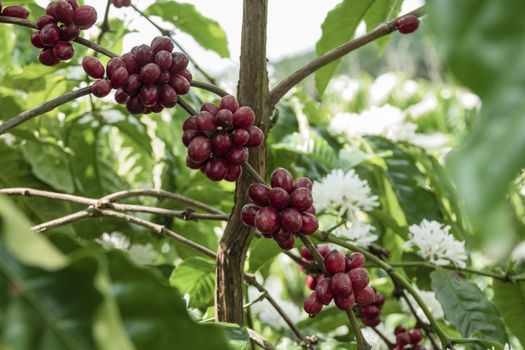 Coffee beans ripening, fresh coffee,red berry branch, industry agriculture on tree in thailand.