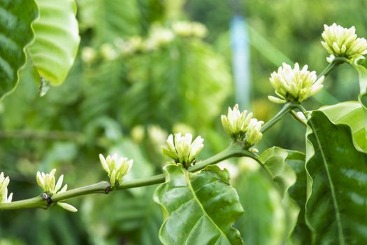 Coffee tree blossom with white color flower close up view, Coffee flowers blooming on coffee plant