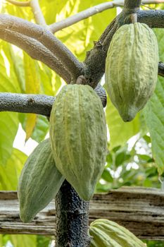 The cocoa tree with fruits. Yellow and green Cocoa pods grow on the tree, cacao plantation in village Thailand.