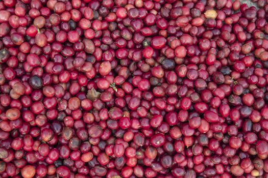 coffee beans berries drying natural process on the cement ground floor. Thailand