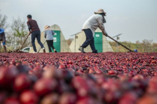 coffee beans berries drying natural process on the cement ground floor, Farmer is drying coffee beans with naturally process, asian Thailand.