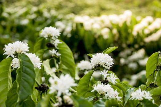 Coffee tree blossom with white color flower close up view, Coffee flowers blooming on coffee plant