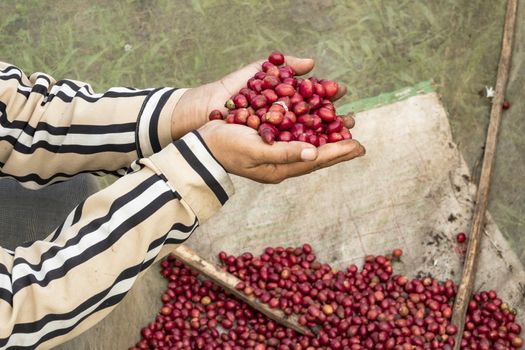 Close-Up Of Hand Holding Coffee Beans Growing On Coffee Tree.