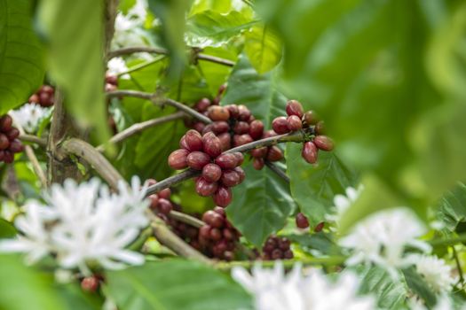 Coffee beans ripening, fresh coffee,red berry branch, industry agriculture on tree in thailand.