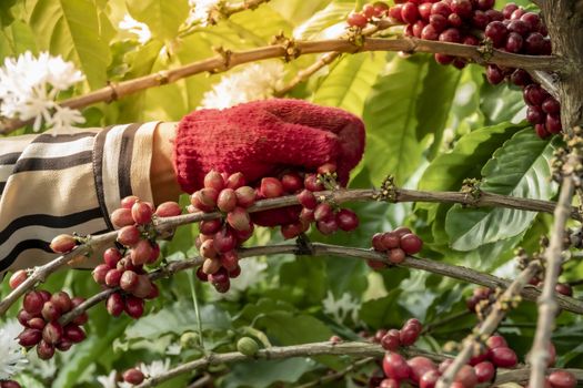 Close-Up Of Hand Holding Coffee Beans Growing On Coffee Tree.