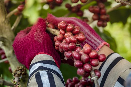 Close-Up Of Hand Holding Coffee Beans Growing On Coffee Tree.