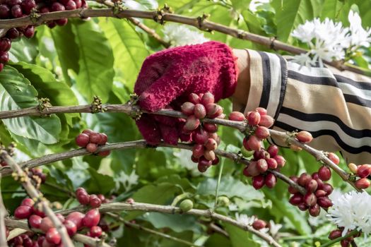 Close-Up Of Hand Holding Coffee Beans Growing On Coffee Tree.