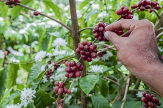 Close-Up Of Hand Holding Coffee Beans Growing On Coffee Tree.