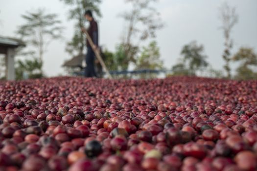 coffee beans berries drying natural process on the cement ground floor, Farmer is drying coffee beans with naturally process, asian Thailand.