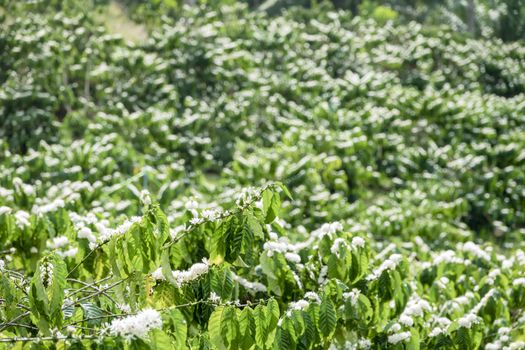 Coffee tree blossom with white color flower close up view, Coffee flowers blooming on coffee plant