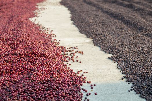 coffee beans berries drying natural process on the cement ground floor. Thailand