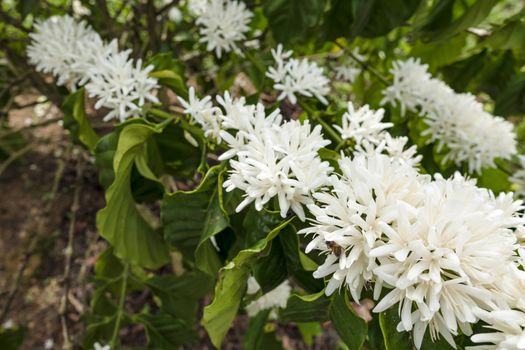 Coffee tree blossom with white color flower close up view, Coffee flowers blooming on coffee plant