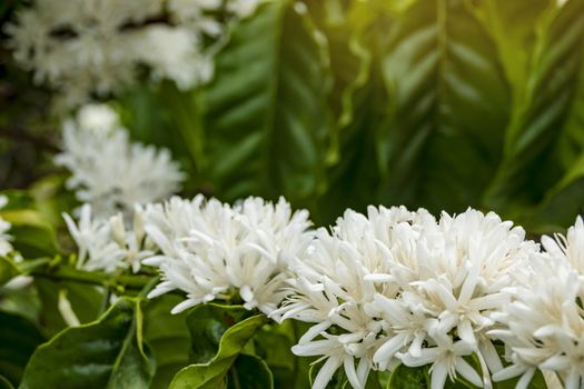 Coffee tree blossom with white color flower close up view, Coffee flowers blooming on coffee plant