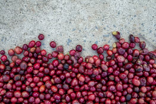 coffee beans berries drying natural process on the cement ground floor. Thailand