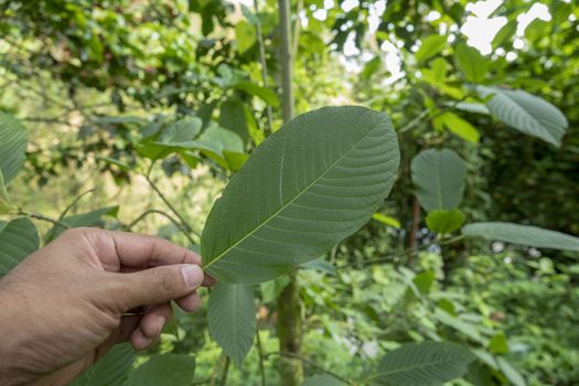 hand catching Kratom (Mitragyna speciosa) Mitragynine. Drugs and Narcotics.Kratom is Thai herbal which encourage health.