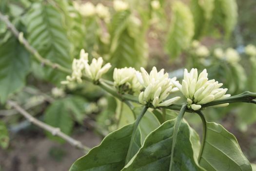 Coffee tree blossom with white color flower close up view, Coffee flowers blooming on coffee plant