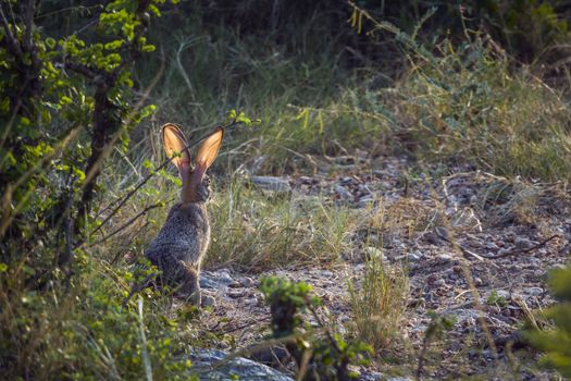 Scrub hare rear view in backlit in Kruger National park, South Africa ; Specie Lepus saxatilis family of Leporidae